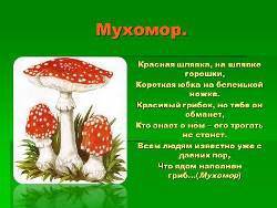 Мир грибов